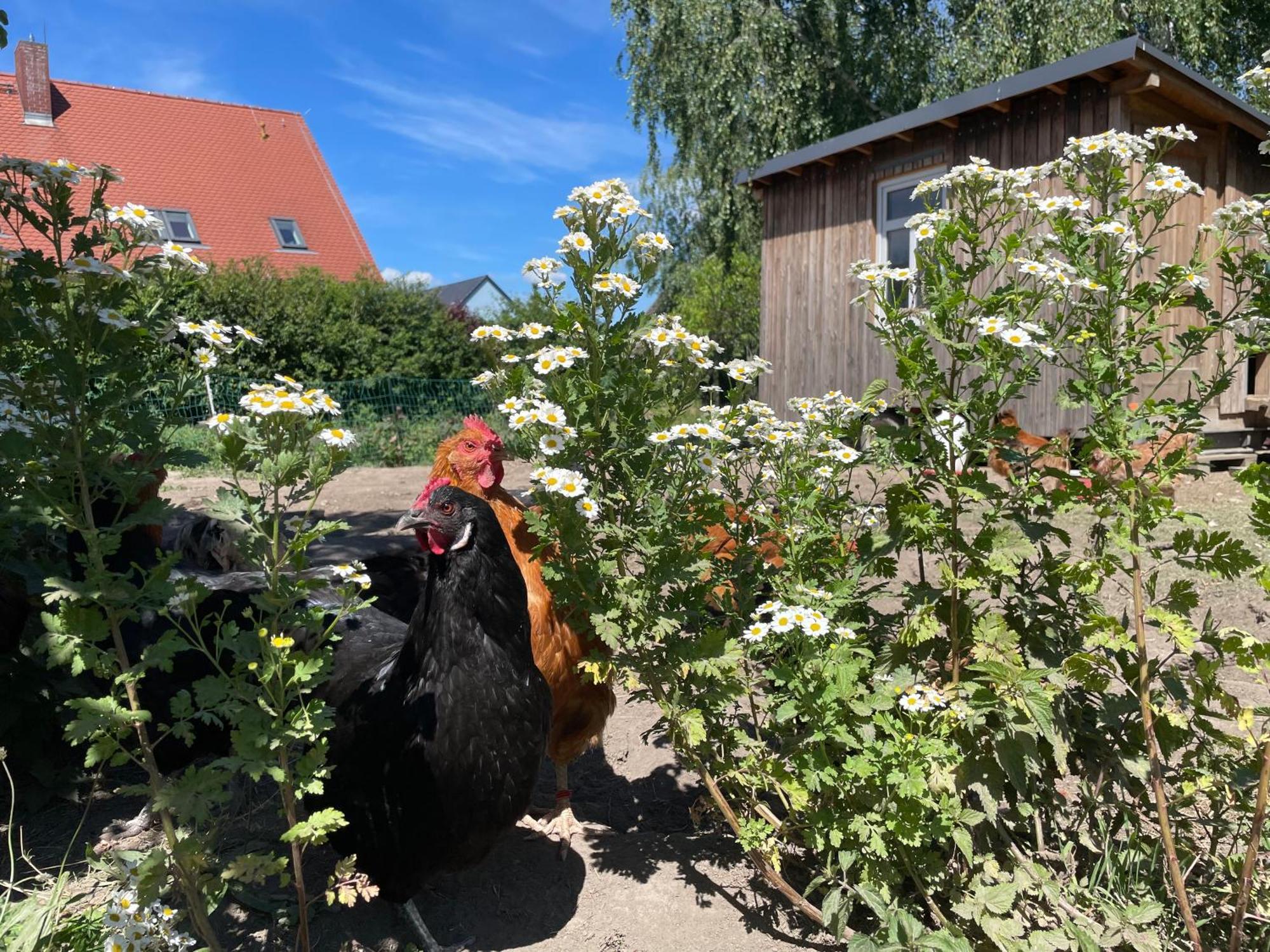Ferienwohnung Gutshof Doberschau Exterior foto